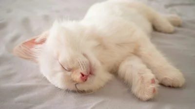 Оптическая иллюзия: если у тебя острое зрение, ты увидишь на фото белого кота