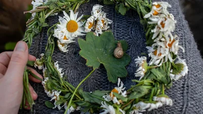 Составь идеальный травяной букет на Ивана Купала 2025 - список необходимых растений