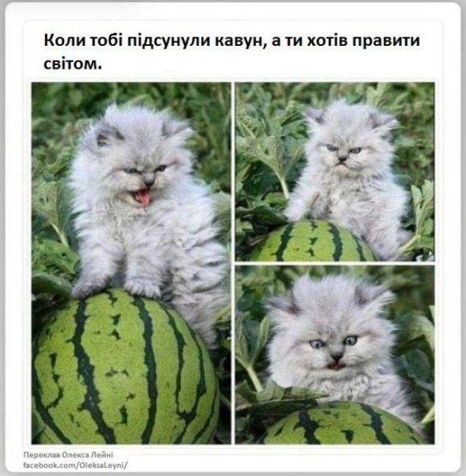 Меми про кавун - соковитий, солодкий і трохи підступний - фото 737656