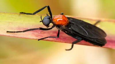 Комахи проти людей: Сеул потерпає від навали жуків