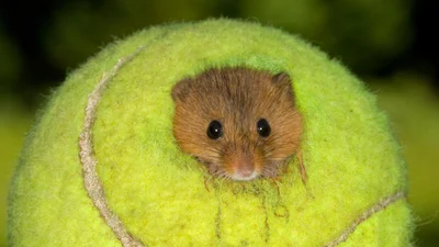 Что общего у тенниса и полевых мышей - тебя удивит, куда деваются мячи после Уимблдона