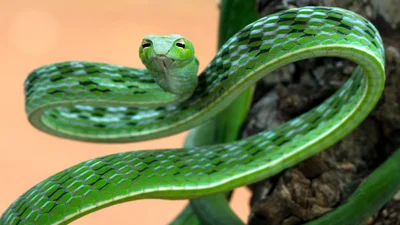 На борту літака виявили нелегальну пасажирку: змія-безбілетниця збентежила екіпаж