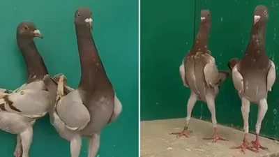 Голубь или курица - сеть не может понять, что это за странная птица