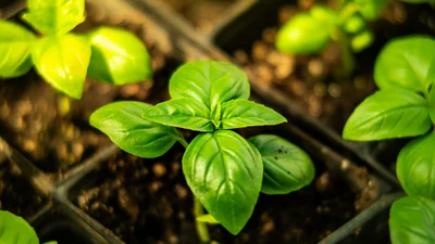 Найпростіший спосіб захисту від комарів - знайди ці 5 рослин у своєму саду