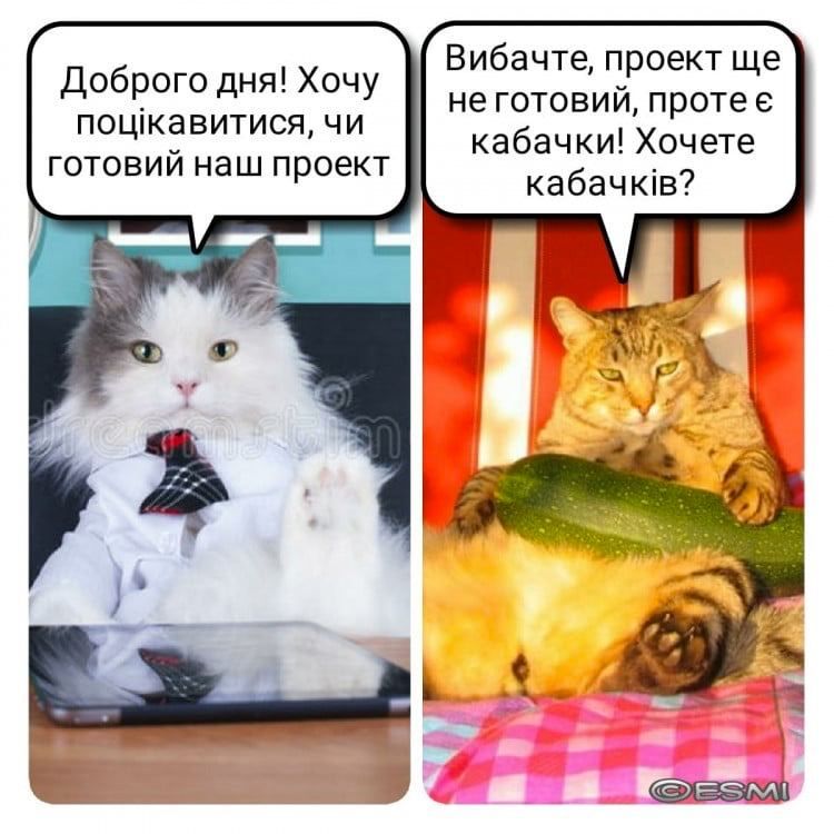 Мемы о кабачках: когда сезон только начался, а ты уже хочешь убежать от этого овощного апокалипсиса - фото 741392