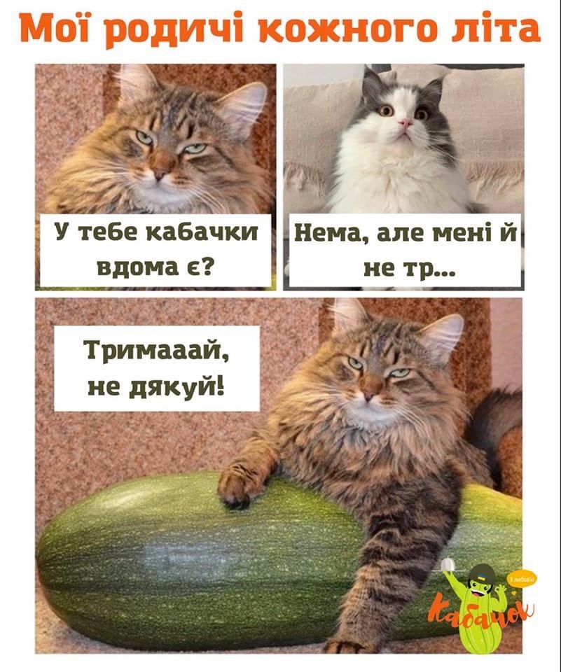 Мемы о кабачках: когда сезон только начался, а ты уже хочешь убежать от этого овощного апокалипсиса - фото 741394