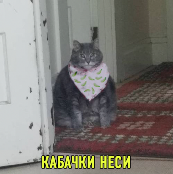 Мемы о кабачках: когда сезон только начался, а ты уже хочешь убежать от этого овощного апокалипсиса - фото 741400