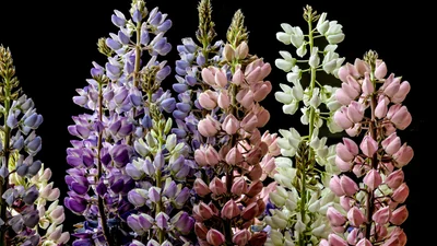 Надо ли срезать отцветший люпин: ответ эксперта тебя удивит