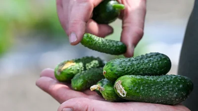 Почему огурцы не дают завязь и что с этим делать - простые советы для дачников