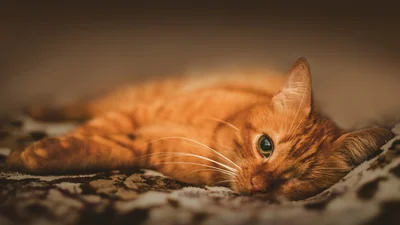 Твій кіт у депресії, якщо має ці 4 очевидні ознаки