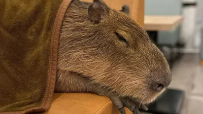 Кафе с капибарами в Токио - место, куда тебе непременно захочется попасть