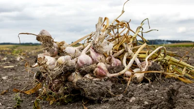 Чем засеять участок после чеснока, чтобы на следующий год земля была рыхлой и плодородной