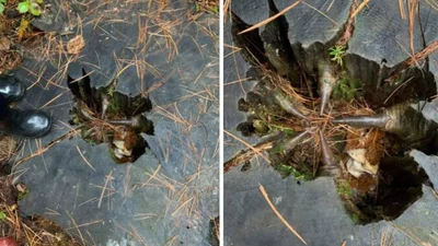 Страшные маски, плетеные куклы и странные знаки: жуткие лесные находки, которые попались людям