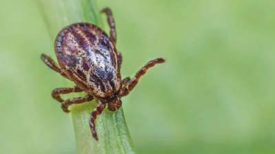 Что делать, если укусил клещ: алгоритм действий от врача