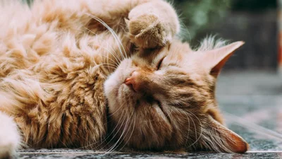 82-летний китайский пенсионер хочет передать наследство и квартиру тому, кто будет ухаживать за его кошкой