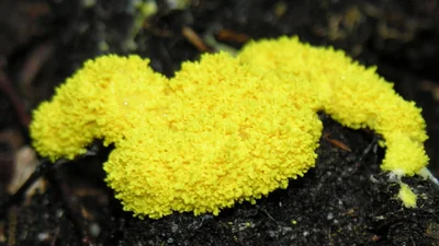 Пена, которая движется: в Чернобыле обнаружили уникальное создание