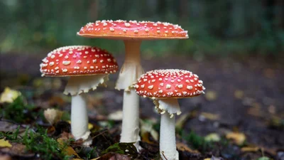 Мемы о грибах и грибниках как лучшее доказательство того, что сезон официально начался