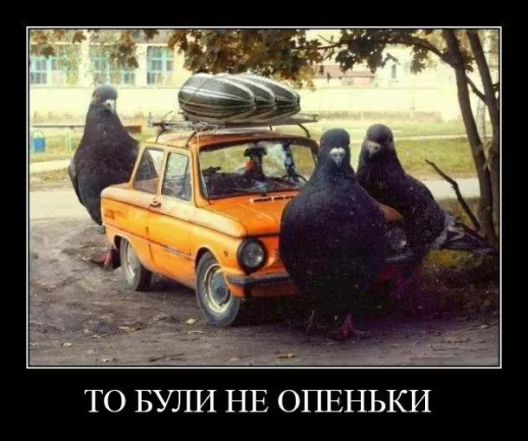 Мемы о грибах и грибниках как лучшее доказательство того, что сезон официально начался - 746830 Мемы о грибах и грибниках как лучшее доказательство того, что сезон официально начался - фото 746830