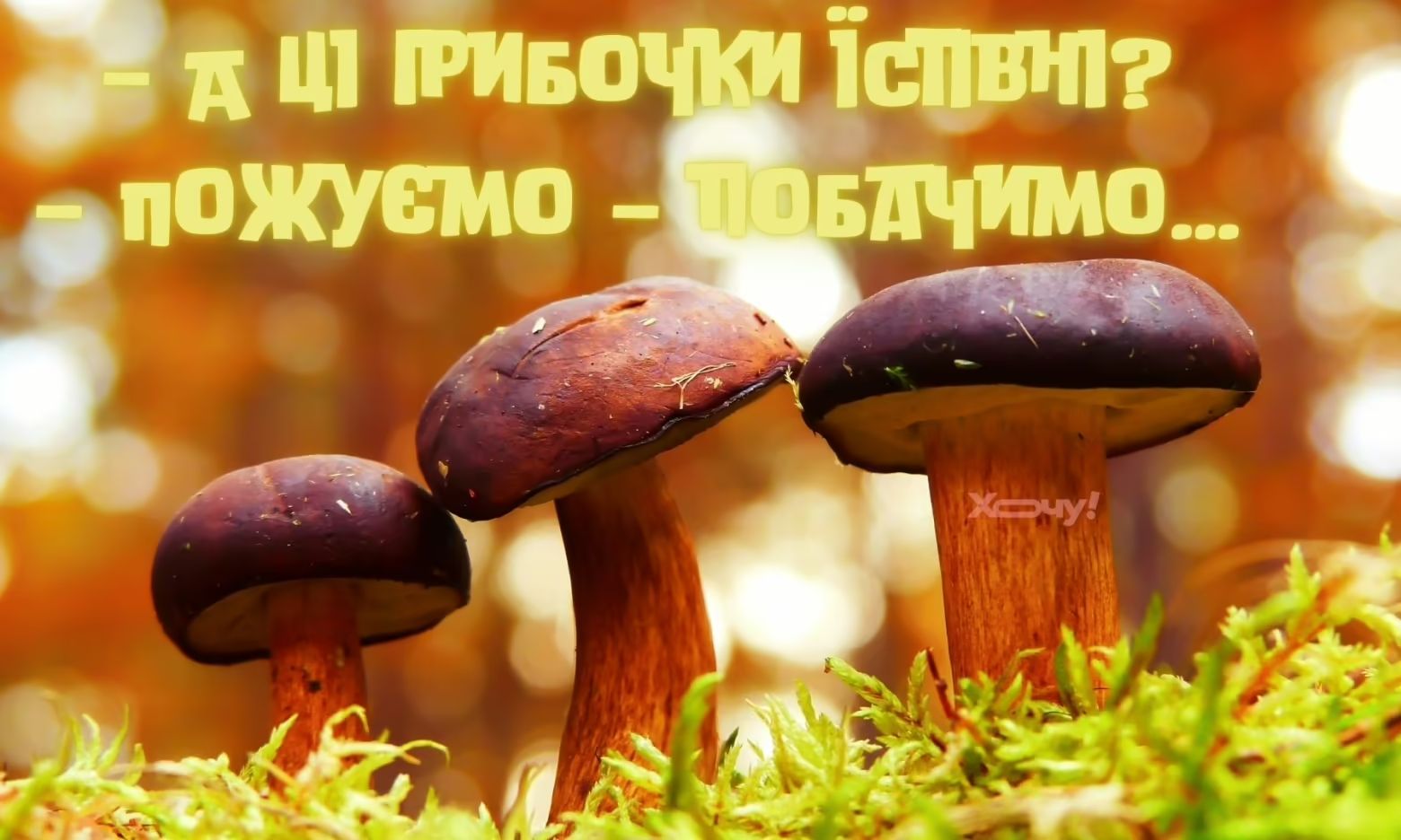 Мемы о грибах и грибниках как лучшее доказательство того, что сезон официально начался - 746832 Мемы о грибах и грибниках как лучшее доказательство того, что сезон официально начался - фото 746832