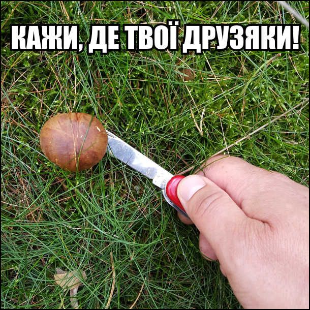 Мемы о грибах и грибниках как лучшее доказательство того, что сезон официально начался - 746843 Мемы о грибах и грибниках как лучшее доказательство того, что сезон официально начался - фото 746843