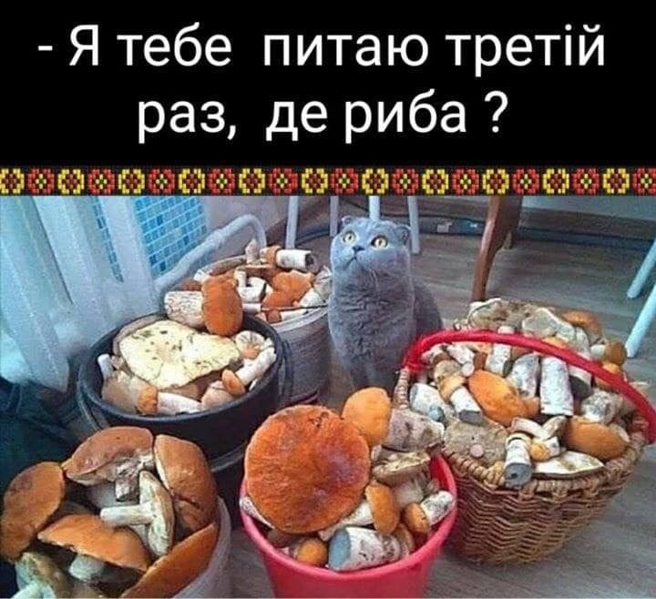Мемы о грибах и грибниках как лучшее доказательство того, что сезон официально начался - 746845 Мемы о грибах и грибниках как лучшее доказательство того, что сезон официально начался - фото 746845