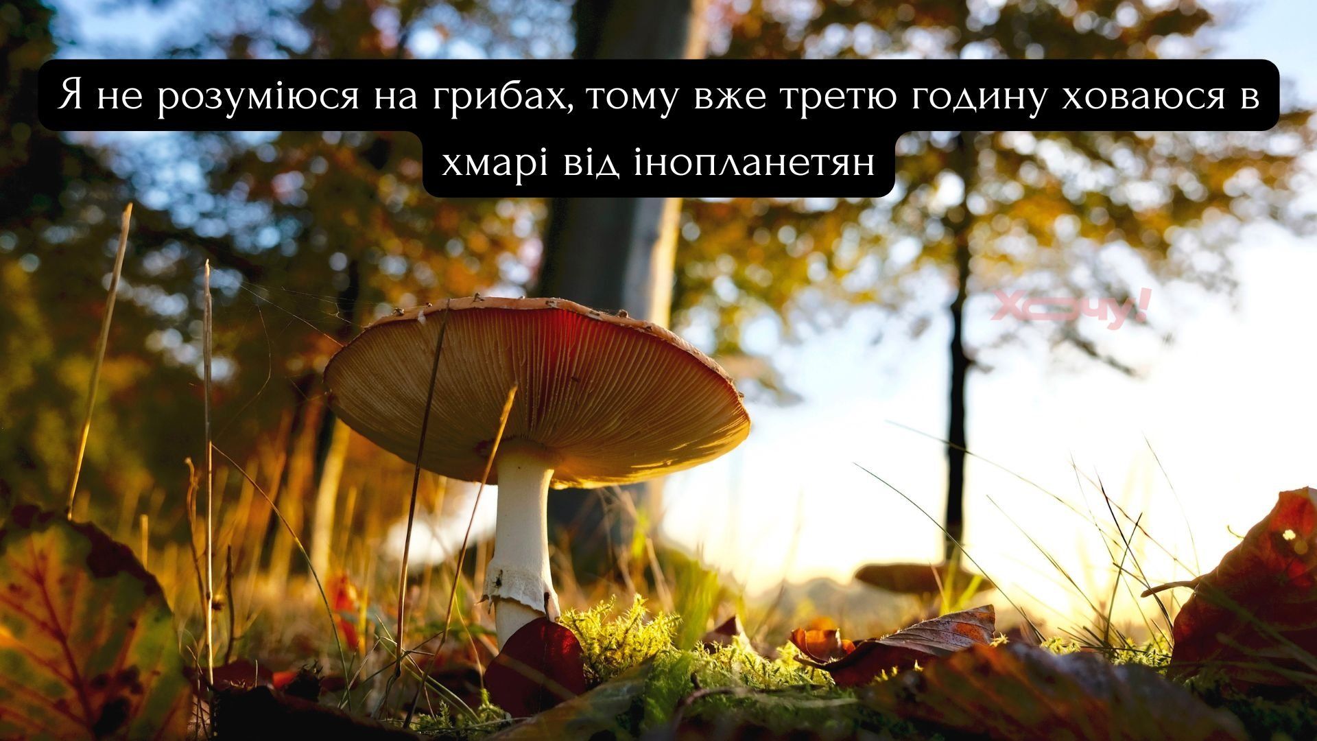 Мемы о грибах и грибниках как лучшее доказательство того, что сезон официально начался - 746850 Мемы о грибах и грибниках как лучшее доказательство того, что сезон официально начался - фото 746850