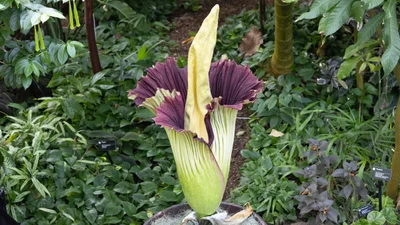 Туристическая сенсация: в Варшаве скоро зацветет гигантский и самый вонючий цветок в мире