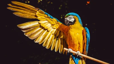 Попугай, который хитрит на птичьих соревнованиях - маленький преступник, которому все сошло с лапок