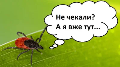 Мемы о клещах: когда поход в лес превращается в бегство от малых коварных сосальщиков