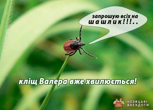 Меми про кліщів: коли похід у ліс перетворюється на втечу від малих підступних смоктунів - фото 751256