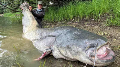 Рыбак в Чехии чуть не пошел на дно, когда пытался вытащить рекордного 3-метрового сома из воды
