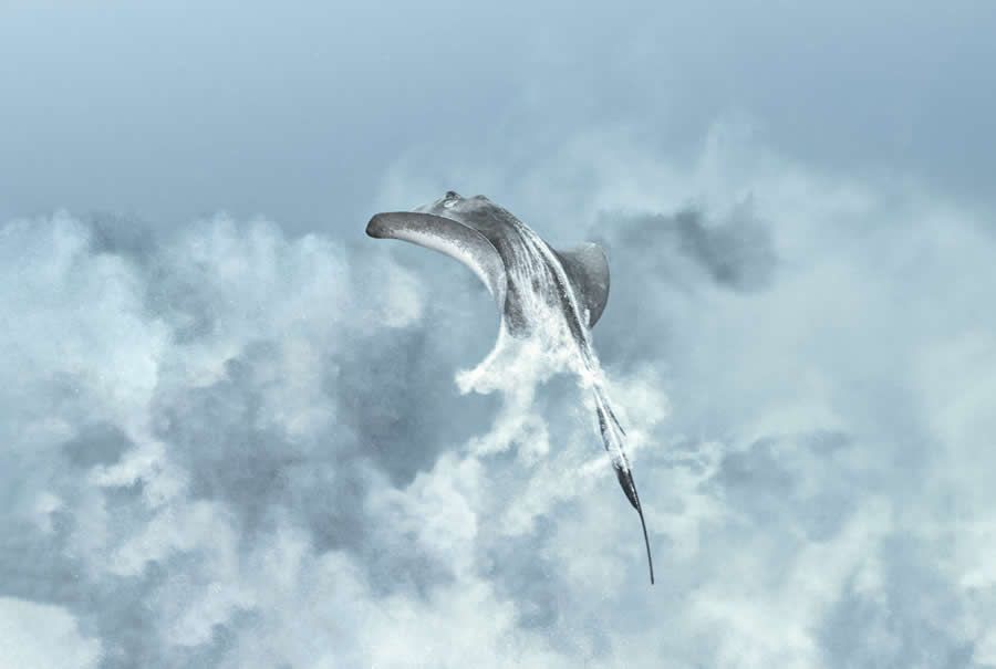 Конкурс Ocean Photographer of the Year 2025 представив фіналістів, і їх фото - прекрасні - 755662 Конкурс Ocean Photographer of the Year 2025 представив фіналістів, і їх фото - прекрасні - фото 755662