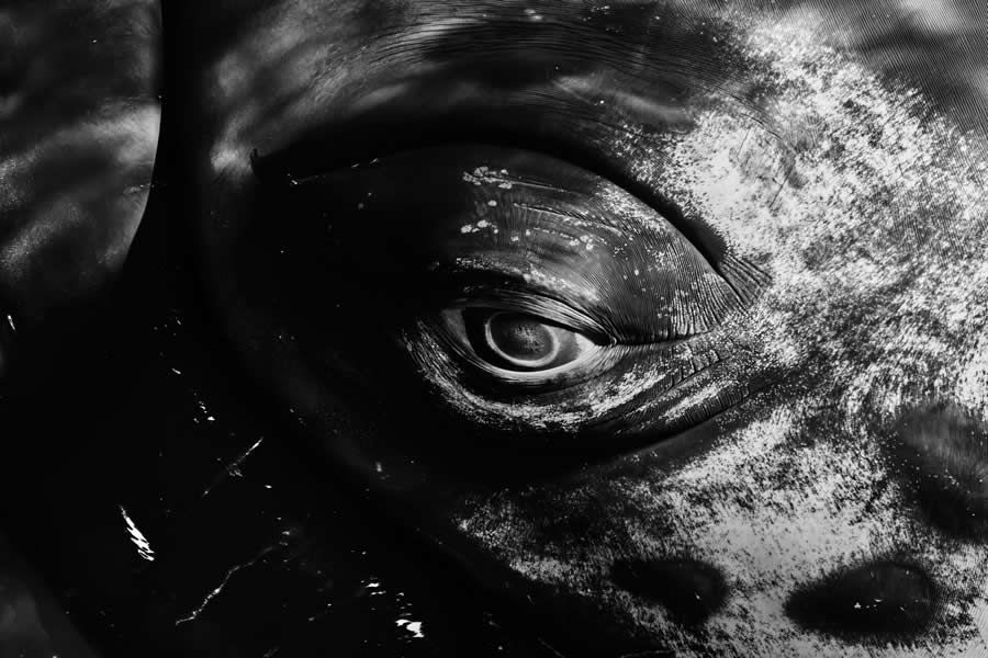 Конкурс Ocean Photographer of the Year 2025 представив фіналістів, і їх фото - прекрасні - 755663 Конкурс Ocean Photographer of the Year 2025 представив фіналістів, і їх фото - прекрасні - фото 755663