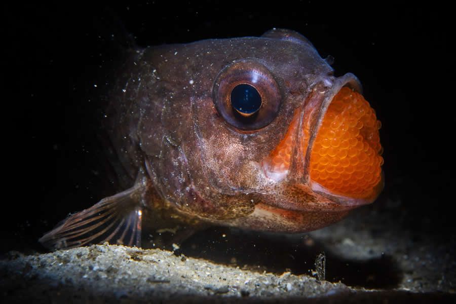 Конкурс Ocean Photographer of the Year 2025 представив фіналістів, і їх фото - прекрасні - 755664 Конкурс Ocean Photographer of the Year 2025 представив фіналістів, і їх фото - прекрасні - фото 755664