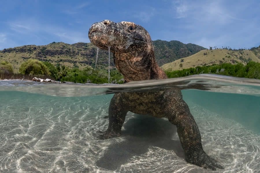 Конкурс Ocean Photographer of the Year 2025 представив фіналістів, і їх фото - прекрасні - 755665 Конкурс Ocean Photographer of the Year 2025 представив фіналістів, і їх фото - прекрасні - фото 755665