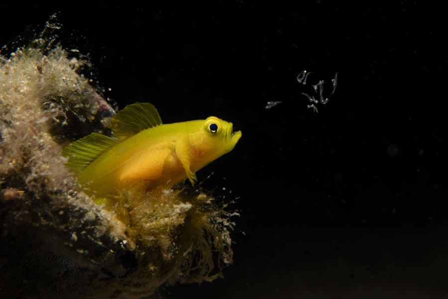 Конкурс Ocean Photographer of the Year 2025 представив фіналістів, і їх фото - прекрасні - 755667 Конкурс Ocean Photographer of the Year 2025 представив фіналістів, і їх фото - прекрасні - фото 755667