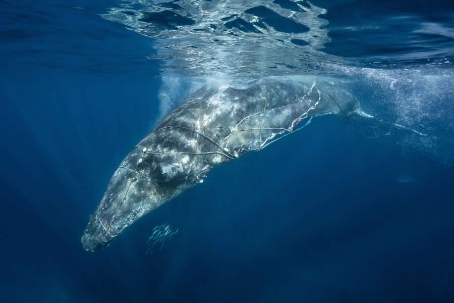 Конкурс Ocean Photographer of the Year 2025 представив фіналістів, і їх фото - прекрасні - 755668 Конкурс Ocean Photographer of the Year 2025 представив фіналістів, і їх фото - прекрасні - фото 755668