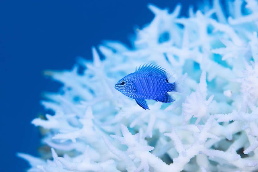 Конкурс Ocean Photographer of the Year 2025 представив фіналістів, і їх фото - прекрасні - 755669 Конкурс Ocean Photographer of the Year 2025 представив фіналістів, і їх фото - прекрасні - фото 755669