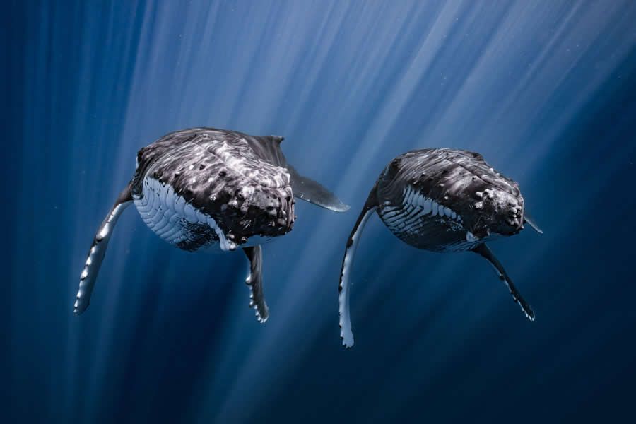 Конкурс Ocean Photographer of the Year 2025 представив фіналістів, і їх фото - прекрасні - 755672 Конкурс Ocean Photographer of the Year 2025 представив фіналістів, і їх фото - прекрасні - фото 755672