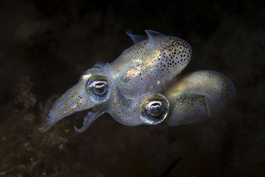 Конкурс Ocean Photographer of the Year 2025 представив фіналістів, і їх фото - прекрасні - 755673 Конкурс Ocean Photographer of the Year 2025 представив фіналістів, і їх фото - прекрасні - фото 755673