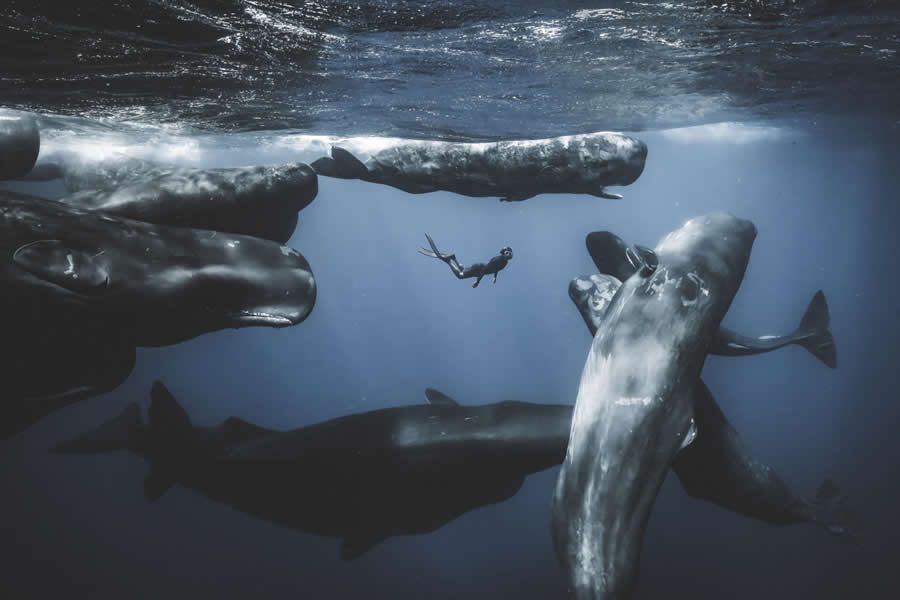 Конкурс Ocean Photographer of the Year 2025 представив фіналістів, і їх фото - прекрасні - 755674 Конкурс Ocean Photographer of the Year 2025 представив фіналістів, і їх фото - прекрасні - фото 755674