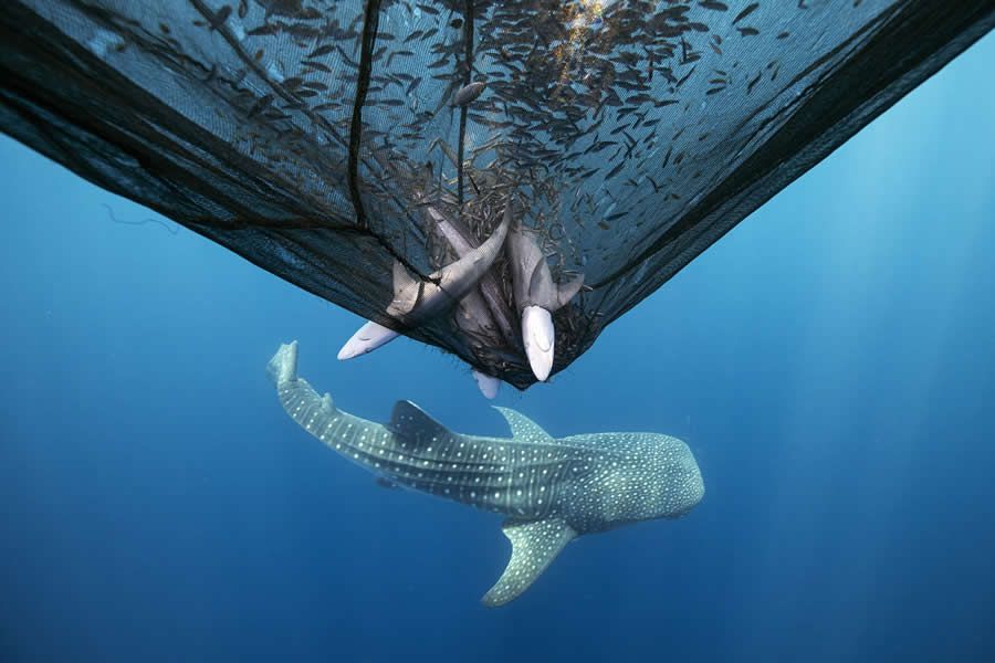 Конкурс Ocean Photographer of the Year 2025 представив фіналістів, і їх фото - прекрасні - 755675 Конкурс Ocean Photographer of the Year 2025 представив фіналістів, і їх фото - прекрасні - фото 755675