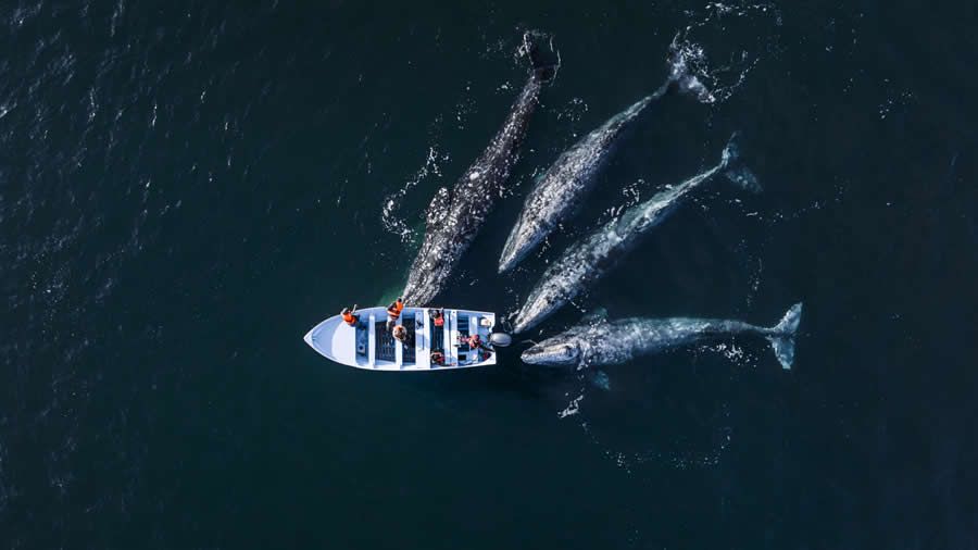 Конкурс Ocean Photographer of the Year 2025 представив фіналістів, і їх фото - прекрасні - 755677 Конкурс Ocean Photographer of the Year 2025 представив фіналістів, і їх фото - прекрасні - фото 755677