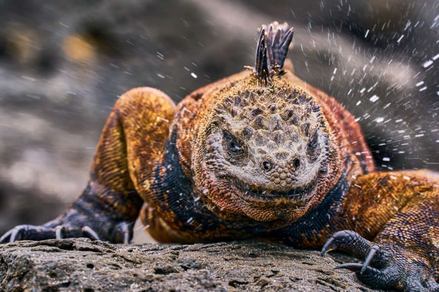 Конкурс Ocean Photographer of the Year 2025 представив фіналістів, і їх фото - прекрасні - 755679 Конкурс Ocean Photographer of the Year 2025 представив фіналістів, і їх фото - прекрасні - фото 755679