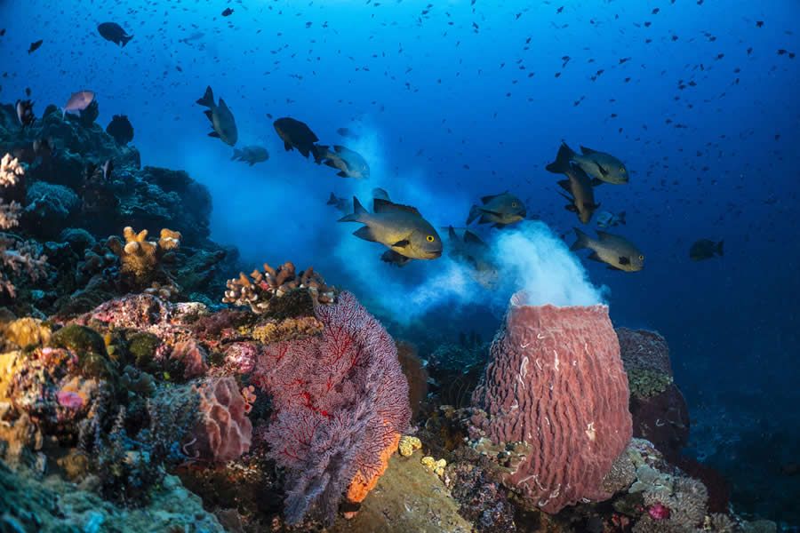 Конкурс Ocean Photographer of the Year 2025 представив фіналістів, і їх фото - прекрасні - 755680 Конкурс Ocean Photographer of the Year 2025 представив фіналістів, і їх фото - прекрасні - фото 755680