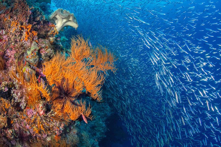 Конкурс Ocean Photographer of the Year 2025 представив фіналістів, і їх фото - прекрасні - 755683 Конкурс Ocean Photographer of the Year 2025 представив фіналістів, і їх фото - прекрасні - фото 755683