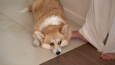 Христина Бичкова орендує квартиру за 67 тисяч гривень - фото 756620