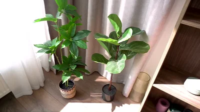 Христина Бичкова орендує квартиру за 67 тисяч гривень - фото 756626