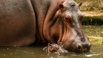 Маленький бегемот робить перші кроки на суші - зворушлива сцена, яка змусить посміхнутись