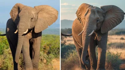 Искусственный интеллект или реальность: сможешь ли ты найти Al-картинку за 10 секунд